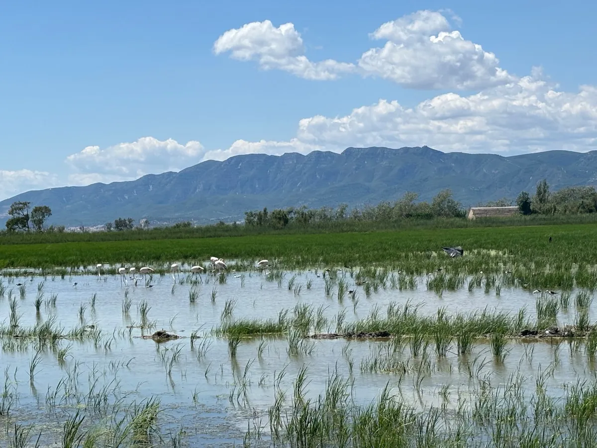 Arrozales inundados del Delta del Ebro con flamencos y la sierra al fondo