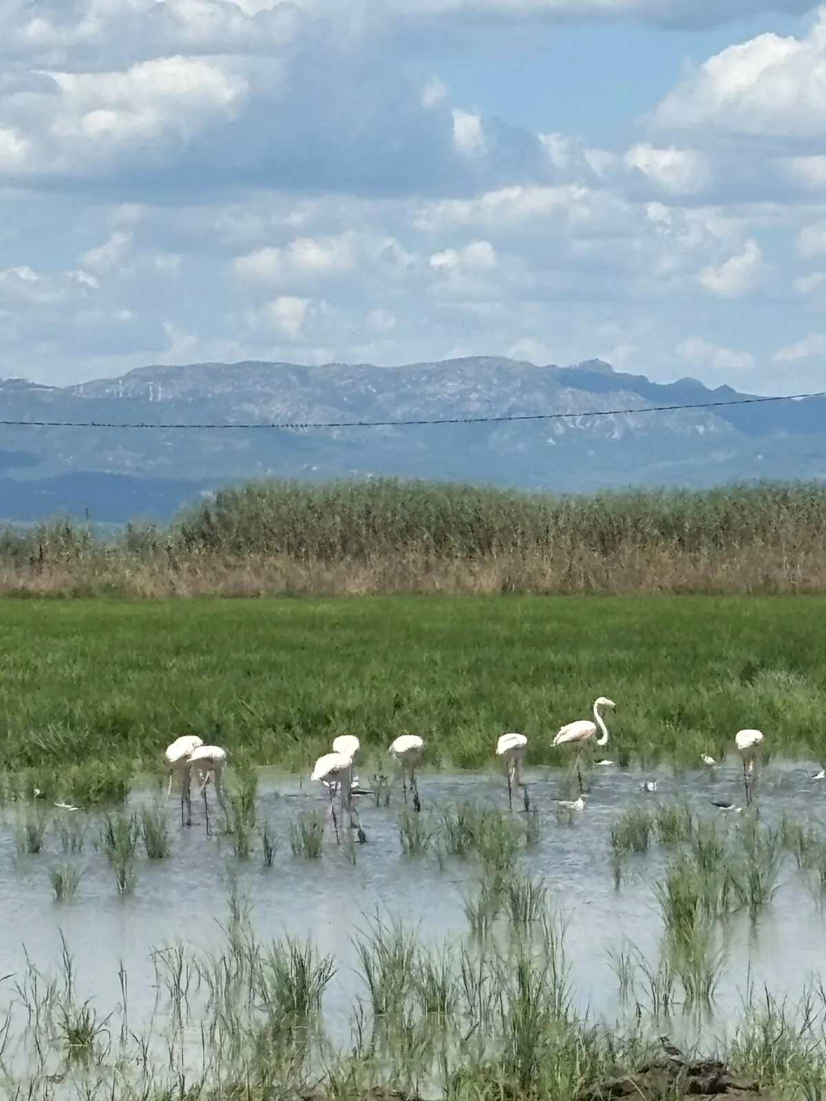 Grupo de flamencos alimentándose en un arrozal del Delta del Ebro
